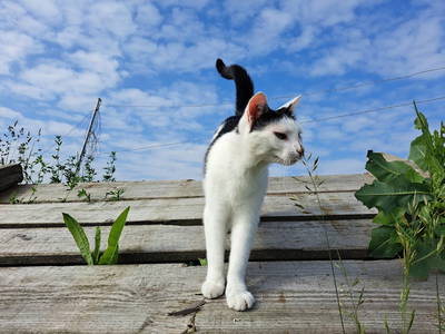 Bild 33 aus  Bauernhof Härtel