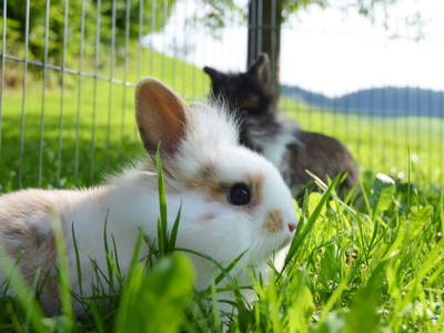 Bild 11 aus  Vogtbenedikthof im Schwarzwald