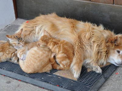 Bild 13 aus  Schadnerhof