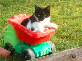 Bild 25 aus  Ferienwohnungen Strobel Eichstegen