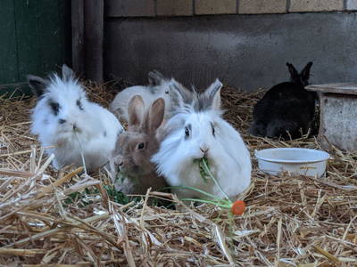 Bild 11 aus  Baustrup Hof