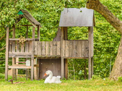 Agathe - eine Bayrische Landgans - der heimliche Star am Hof