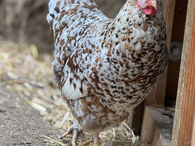 Bild 33 aus  Hof in Liebesdorf