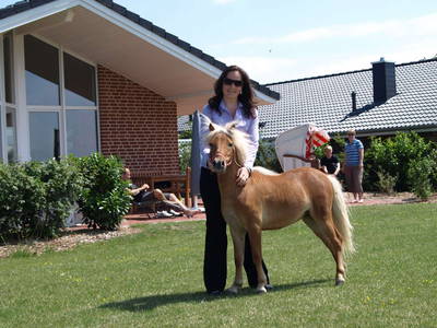 Classicpony "Ben" vor den Ferienhäusern