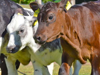 Kälbchen vom Ferienhof Kluvetasch