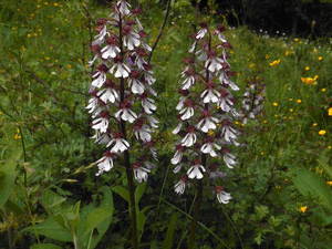 Bild 5 aus  Ferienwohnungen