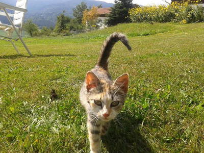 Bild 11 aus  Kriegerhof