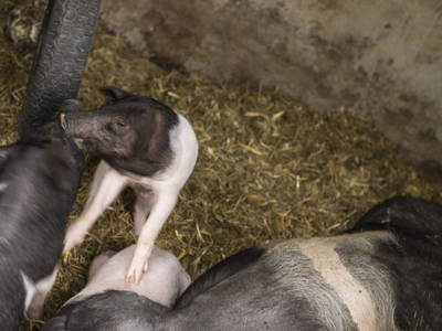 Bild 7 aus  Gast auf dem Bauernhof