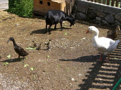 Bild 11 aus  Trafisölerhof