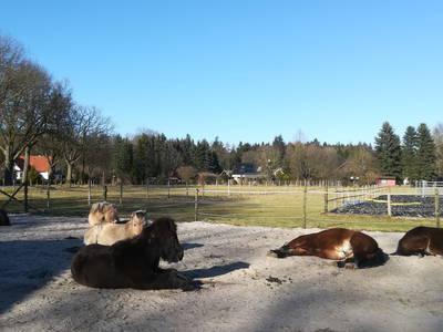 Bild 21 aus  Dennhornshof