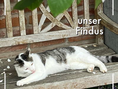 Lebt auch auf unserem Hof: der Findus