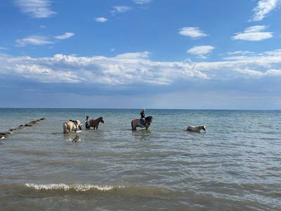 Bild 23 aus  Bauernhof Claussen Fehmarn