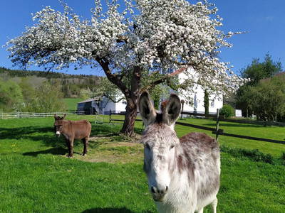 Bild 18 aus  Ferienhof Gehrenberg