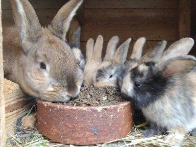 Bild 12 aus  Ferienhof Wilfert