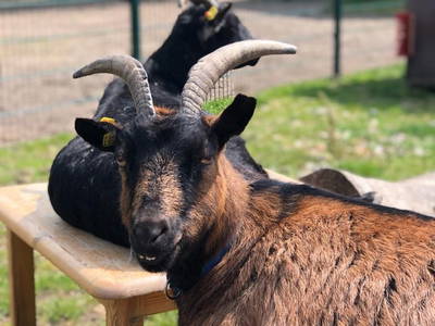 Bild 49 aus  Ferienhof Rauert