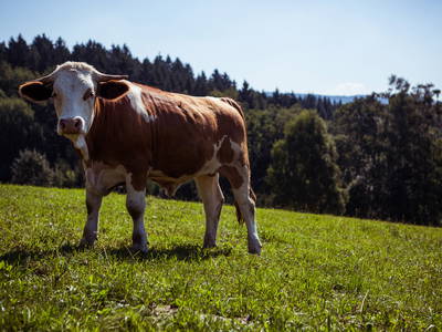 Bild 21 aus  Ferienhaus Kostnerhof