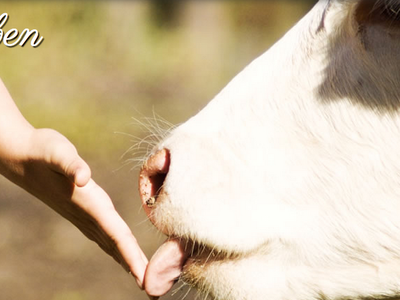 Bild 22 aus  Weidacherhof