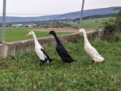 unsere Laufenten: Jule & Leni & Marius