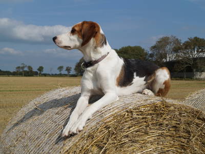 Bild 21 aus  Landhaus Ibs, direkt an der Nordsee