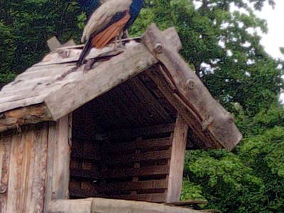 Bild 7 aus  Ferienwohnung Göhl