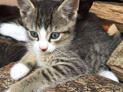 Bild 28 aus  Landgasthaus Hoffmann