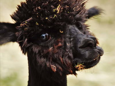 Bild 16 aus  Ferienhof Störwiese