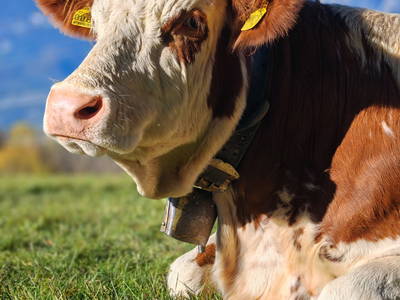 Bild 16 aus  Wastlhof  Urlaub auf dem Bauernhof