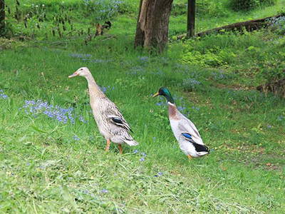 Bild 21 aus  Kaisers Hof - Urlaub auf dem Bauernhof