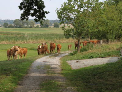Bild 6 aus  Ferienhof Larrieder Mühle