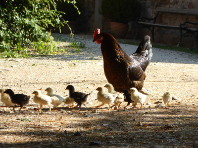 Bild 22 aus  Schloss Englar ****