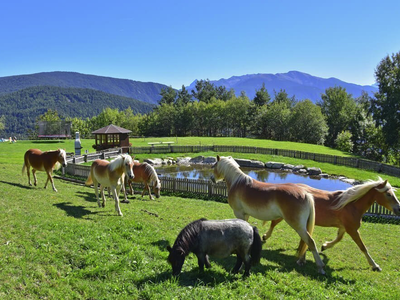 Bild 6 aus  Appartements Bergdiamant