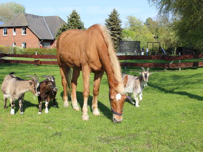 Bild 2 aus  Bauernhof Höper-Rauert