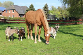 Bauernhof Höper-Rauert aus Fehmarn