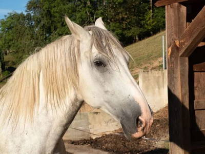 Bild 13 aus  Schlegelhansenhof