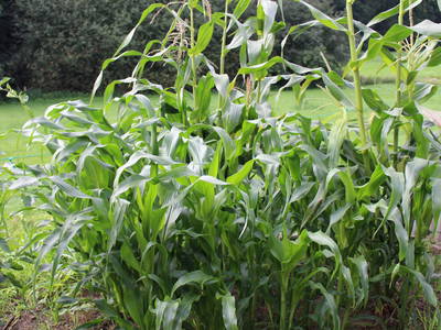 Maisanbau für den Eigenbedarf