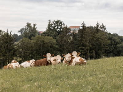 Bild 18 aus  Ferienhof Jakob, Rohrhof