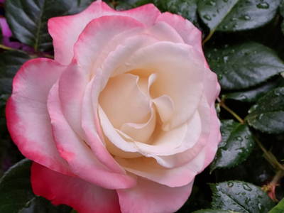 Bild 26 aus  Gut Büchenau  -  Auszeit für Erholungsuchende & Naturliebhaber