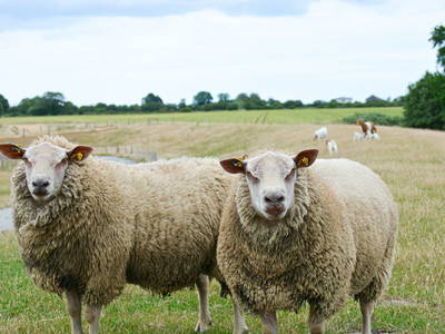 Bild 21 aus  Bauernhof Krebs