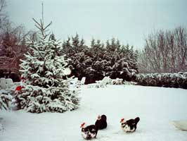 Bild 29 aus  Maison Cheval Blanc