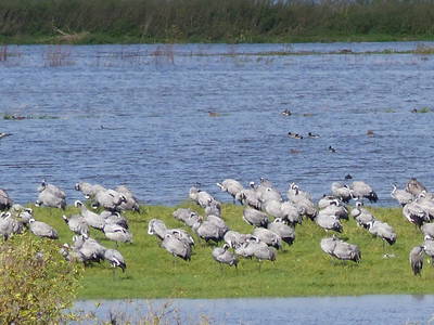 Bild 39 aus  Grenzer Ökohof