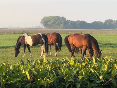 Bild 12 aus  Eschenhof