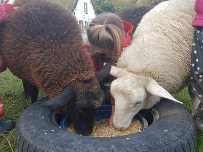 Bild 6 aus  Hamkenshof