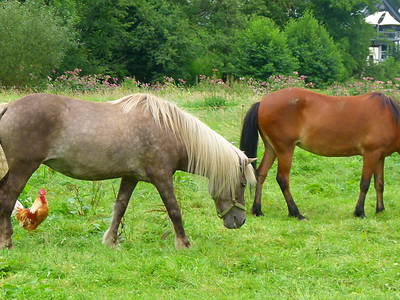 Bild 35 aus  Hubertushof, der Bilderbuchbauernhof