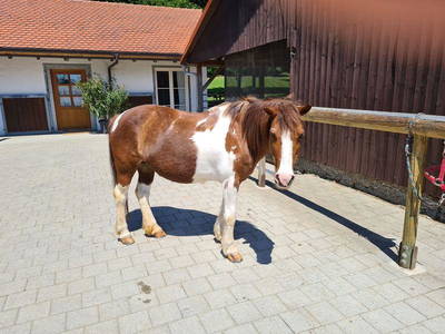 Bild 23 aus  Dürrenhof