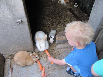 Bild 21 aus  Ferienhof Knoop