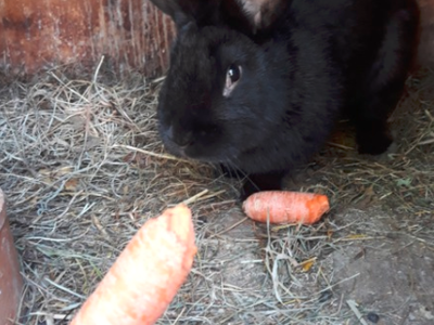 Bild 5 aus  Bauernhof Kieslinger