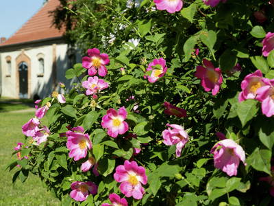 Wildrosenblüte im Juni