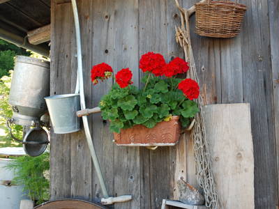 Bild 47 aus  Masererhof - Ferienbauernhof im Chiemgau