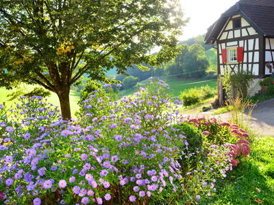 Bild 31 aus  Vogtbenedikthof im Schwarzwald
