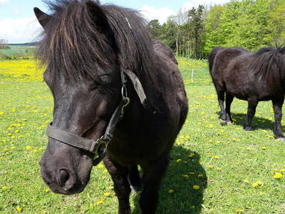 Bild 32 aus  Springbakgaard